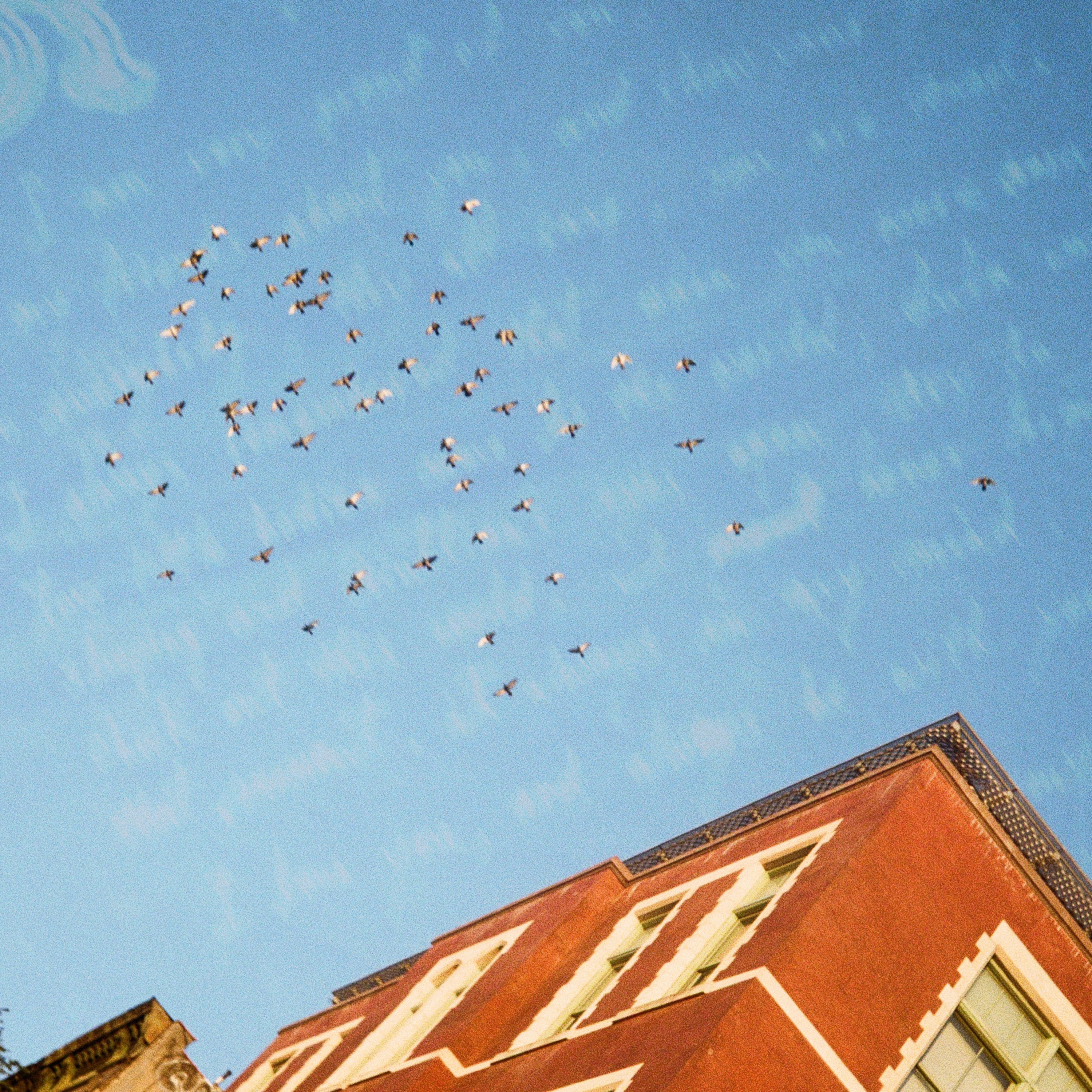 a group of birds flying over a building